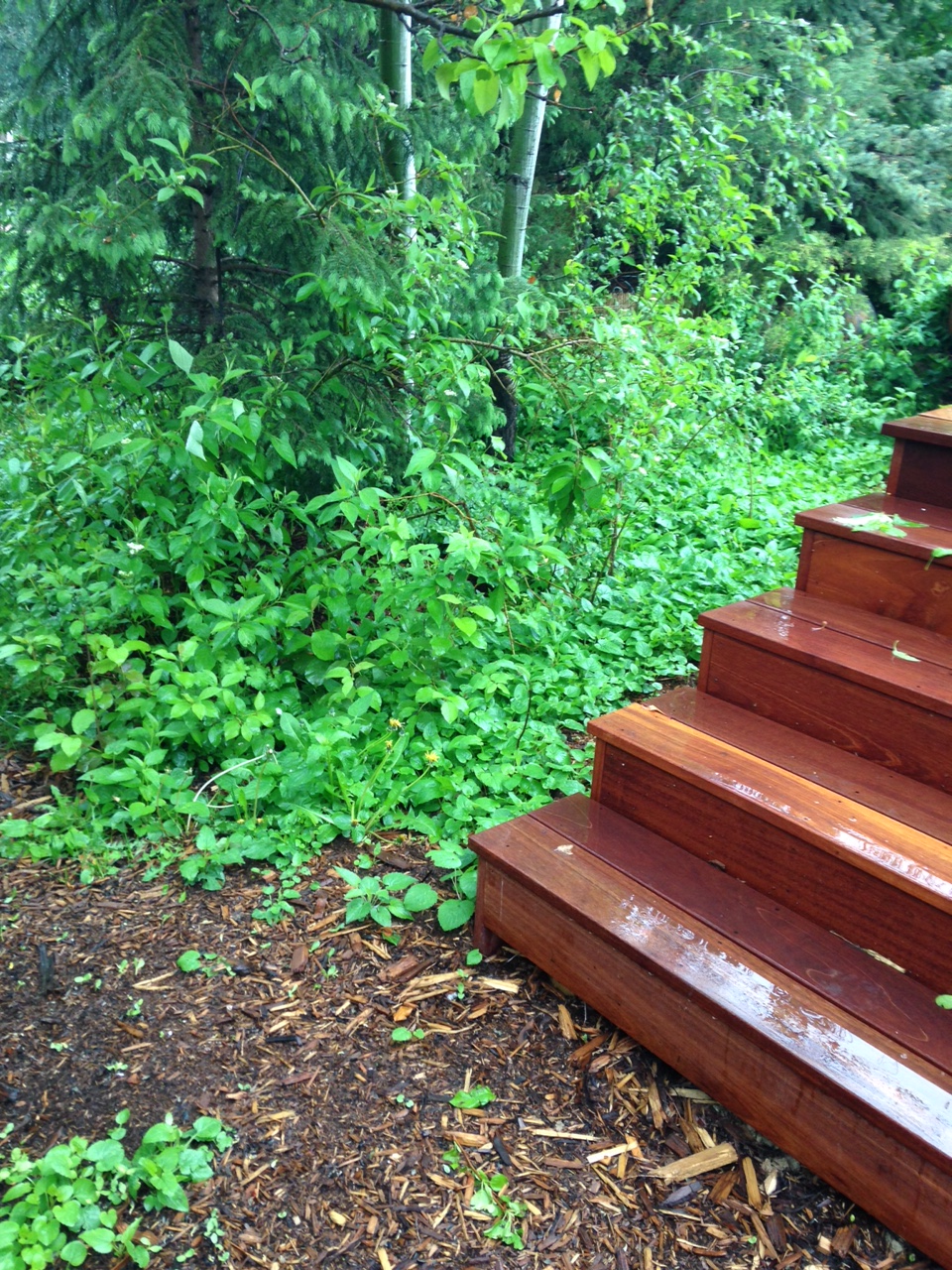 Blue Pine Construction